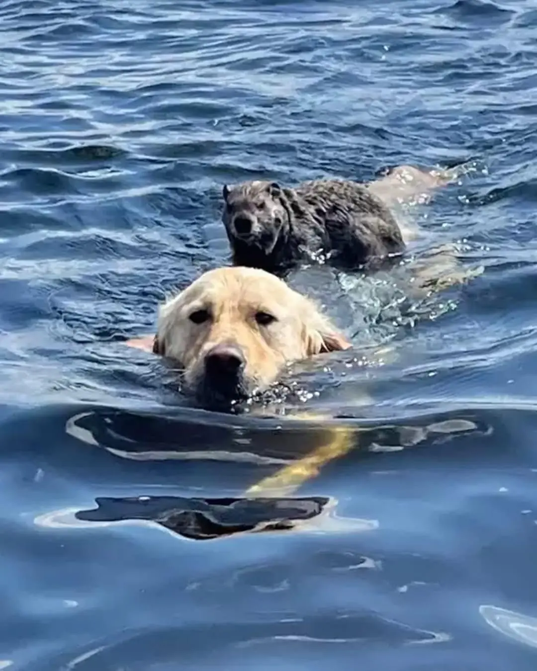 A Golden Retriever’s Quiet Act of Kindness