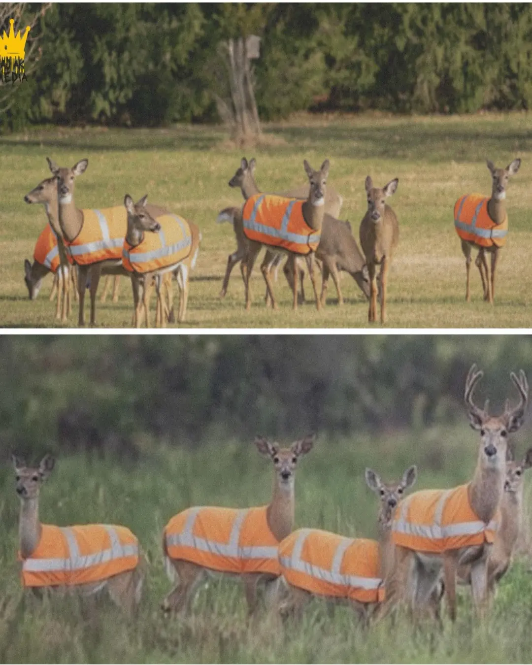 A Father’s Unusual Mission: Reflective Vests for Deer After Tragedy