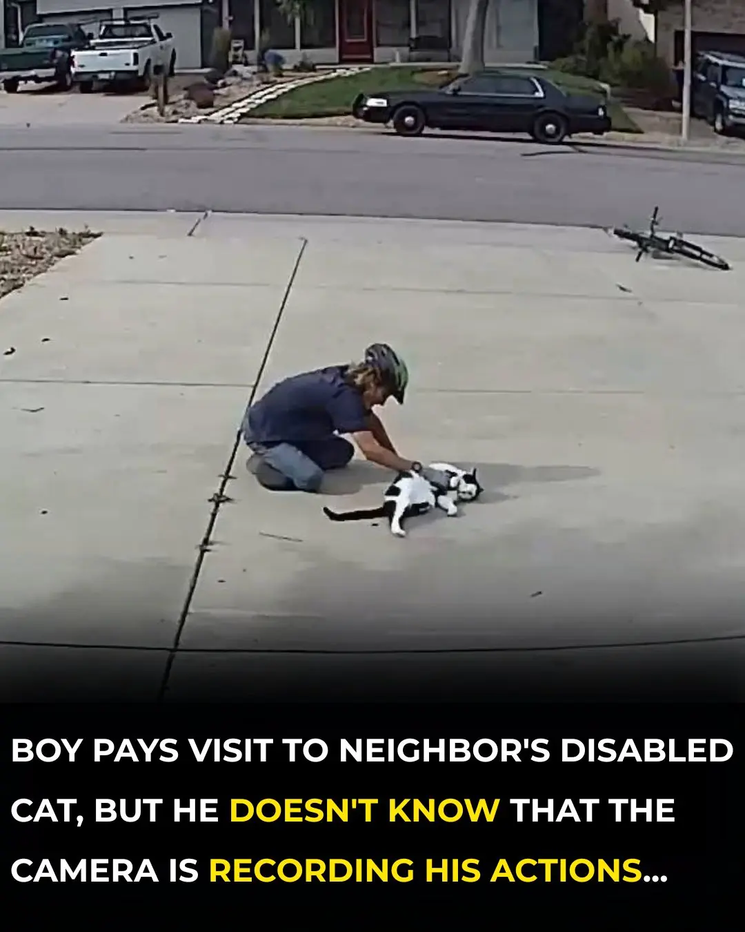 A Camera Was Set Up To Watch A Disabled Cat — No One Expected What It Would Capture