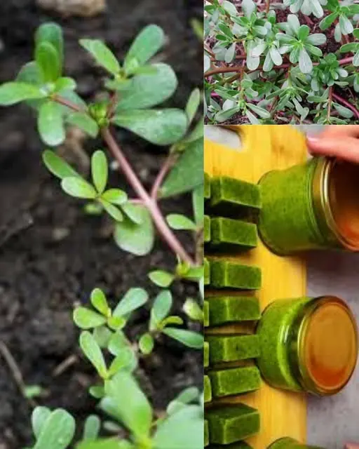 30 Powerful Reasons You Should Stop Ignoring Purslane