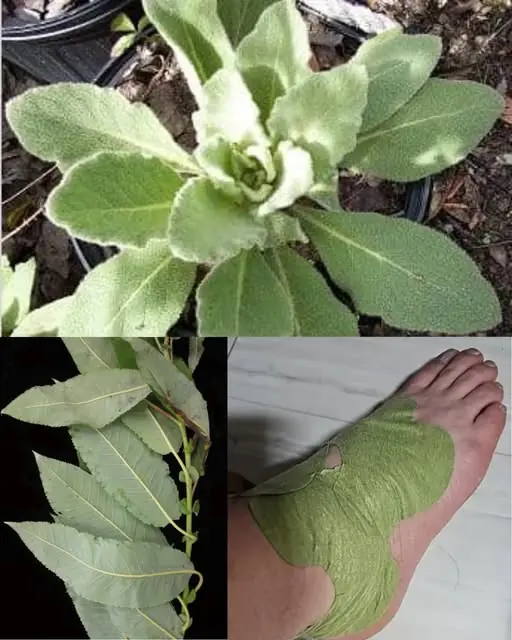 Why You Should Put Mullein Leaves on the Soles of Your Feet