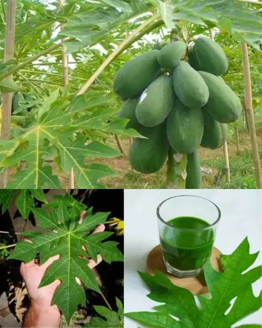 The Hidden Healing Power of Papaya Leaves