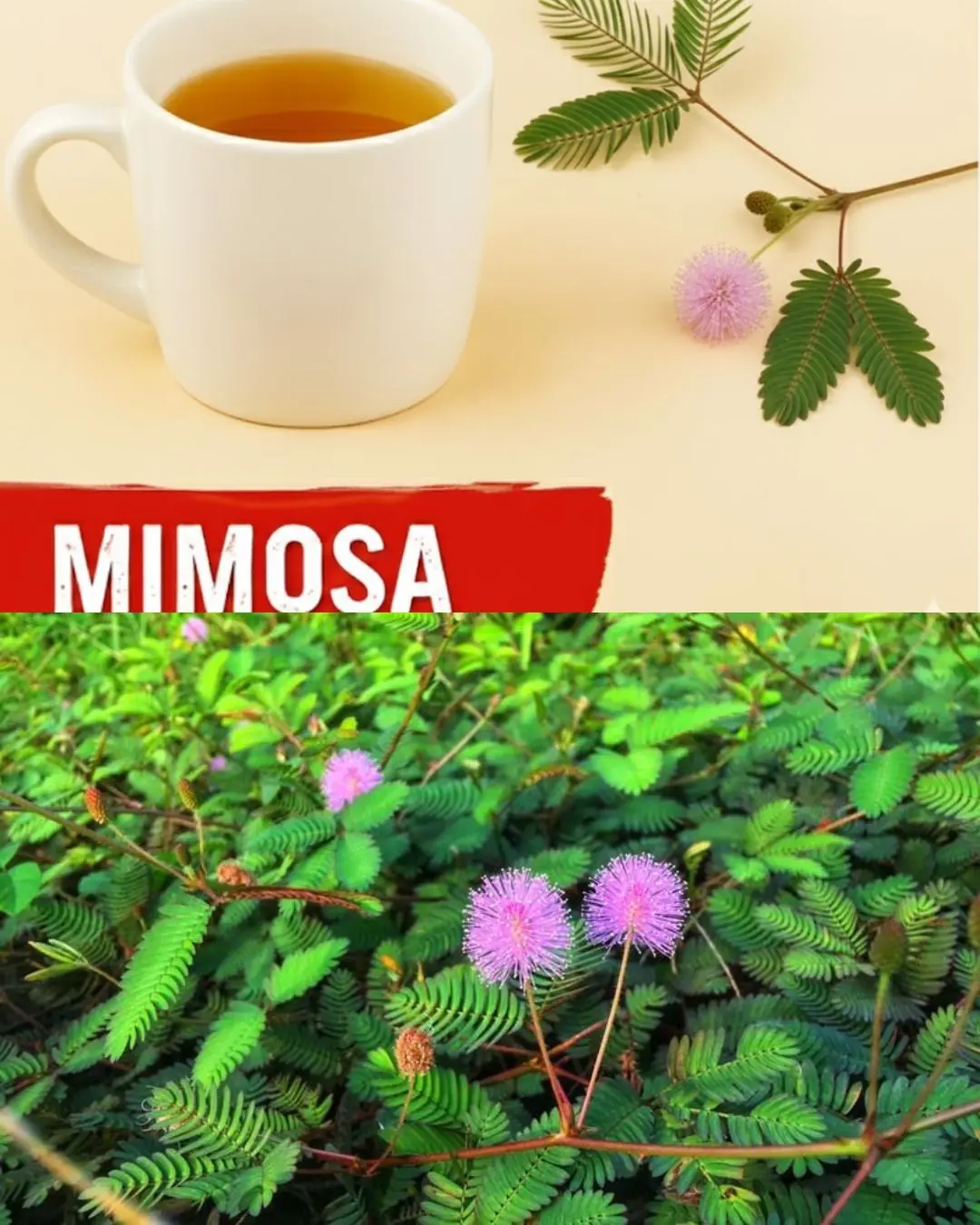 The Healing Power of Mimosa Pudica: 10 Health Benefits and How to Use This Amazing Plant