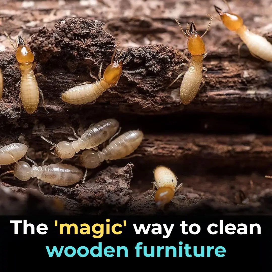 The “Miracle” Termite Prevention Methods for Wooden Furniture