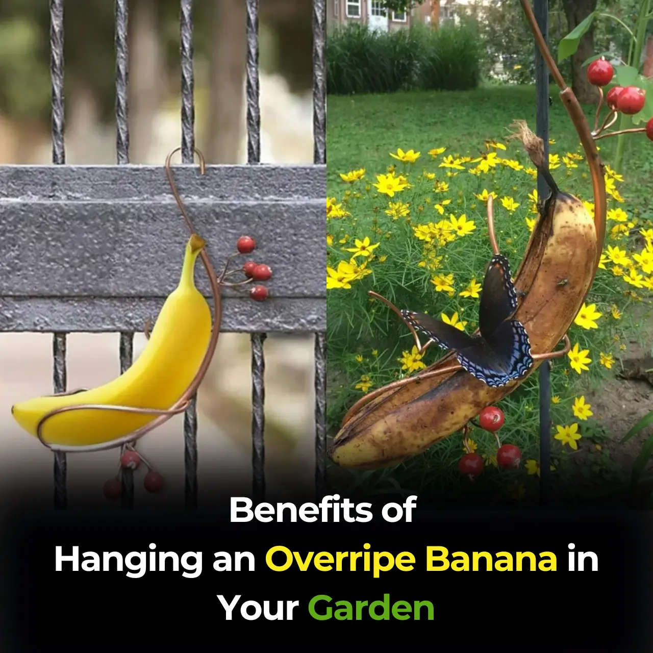 Unlocking the Benefits of Hanging an Overripe Banana in Your Garden