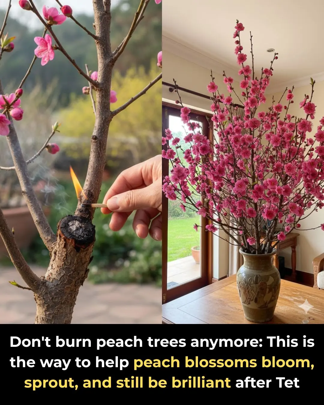 Don't burn peach trees anymore: This is the way to help peach blossoms bloom, sprout, and still be brilliant after Tet