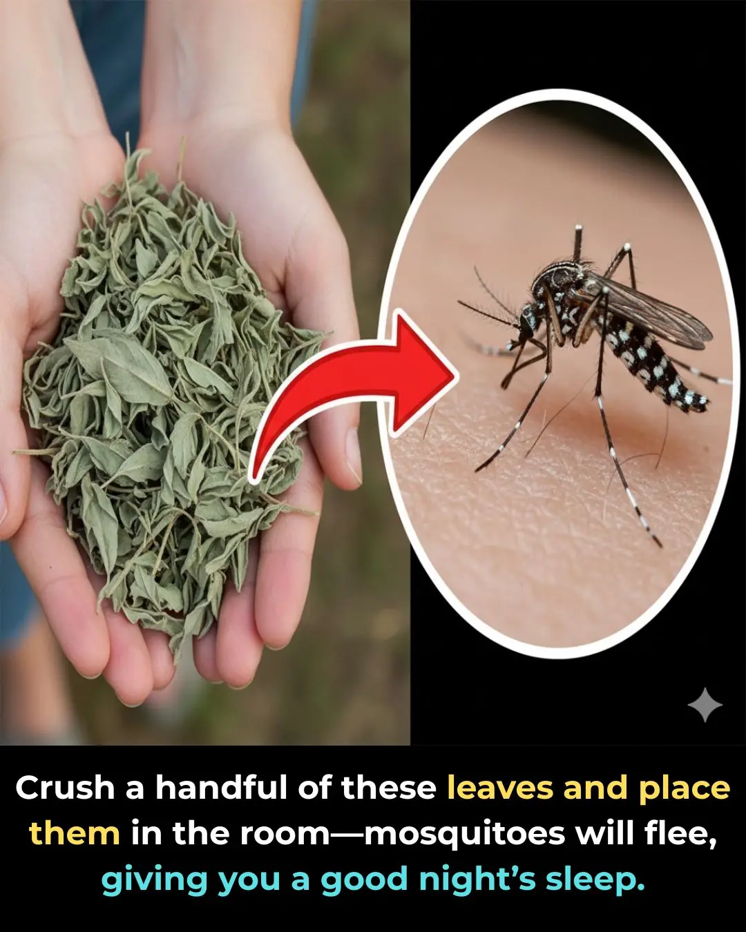 Crush a handful of these leaves and place them in the room.