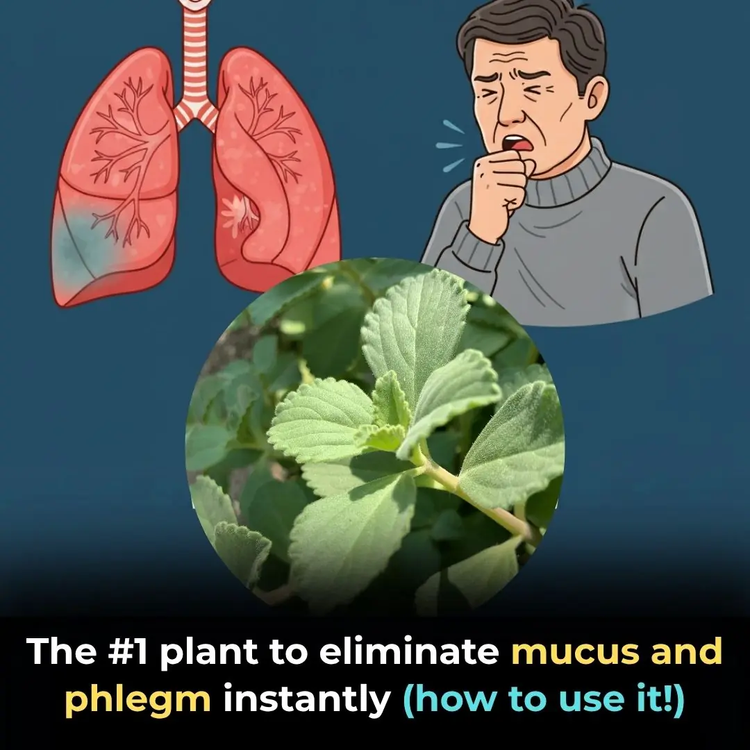 The #1 plant to eliminate mucus and phlegm instantly (how to use it!)