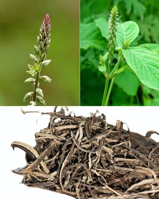 Achyranthes aspera: The Roadside Herb That Cleanses, Heals, and Protects