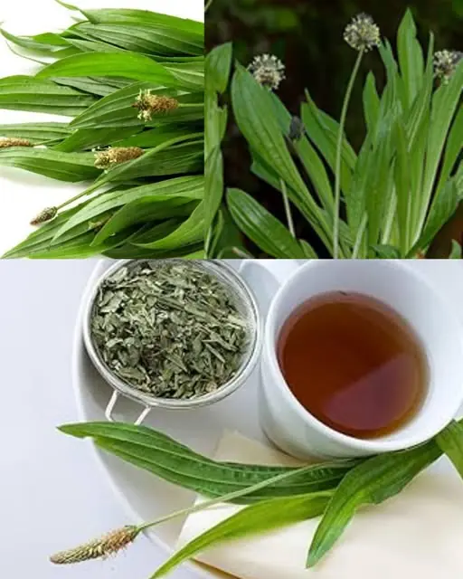Plantago Lanceolata: The Wild Plant That Heals Almost Everything