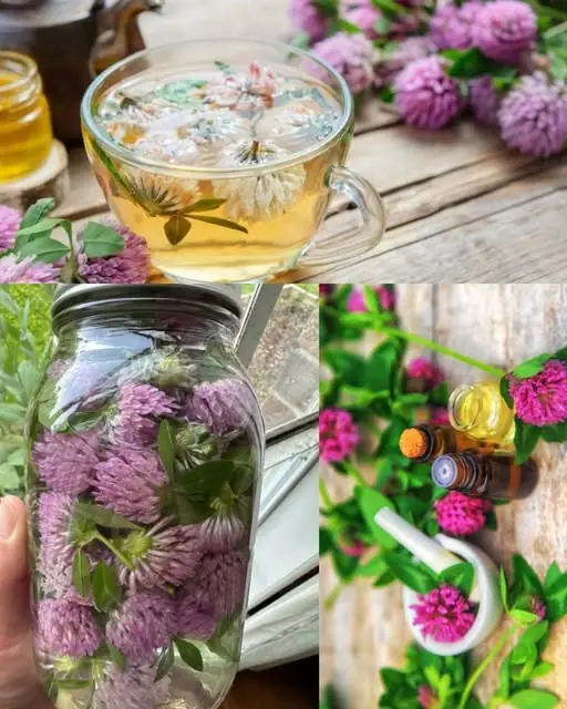Red Clover: 15 Amazing Benefits and How to Use This Healing Herb