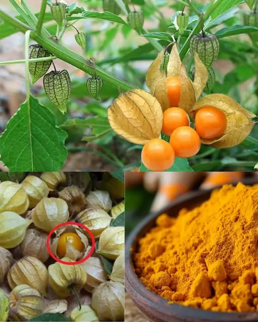 Goldenberry Power: 20 Benefits of Physalis peruviana and How to Use It at Home