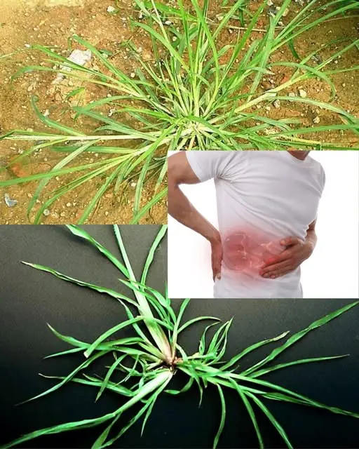 The Hidden Power of Goosegrass