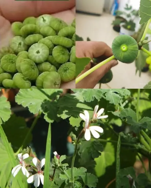 Dwarf Mallow (Malva neglecta): A Powerhouse of Health Benefits and Uses