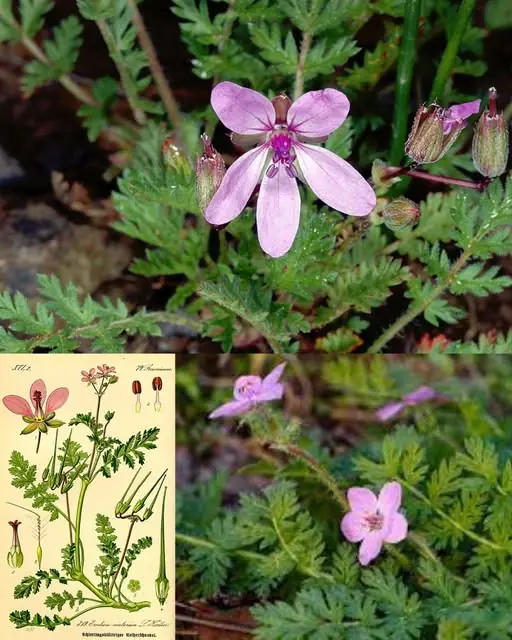 25 Incredible Benefits of Stork’s-Bill (Erodium cicutarium)