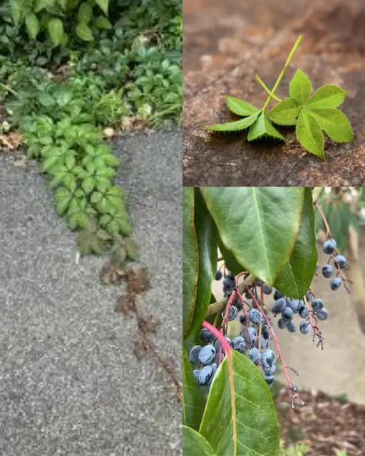 Virginia Creeper (Parthenocissus quinquefolia): A Beautiful but Dangerous Vine
