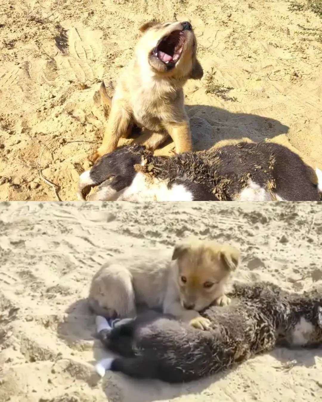 The Puppy Who Cried for His Brothers.