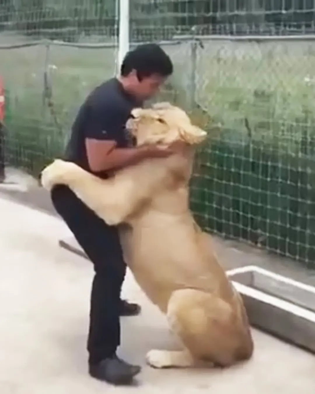 Seven Years Apart — One Roar of Recognition.