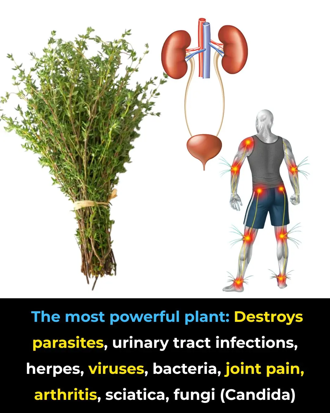 This Plant Is More Than Just a Kitchen Herb — It’s One of the Most Powerful on Earth