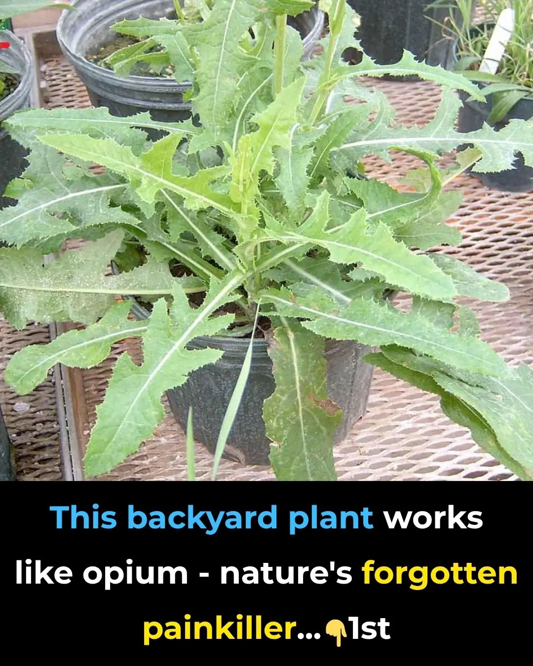 Similar To Opium: The Best Natural Painkiller That Grows In Your Backyard