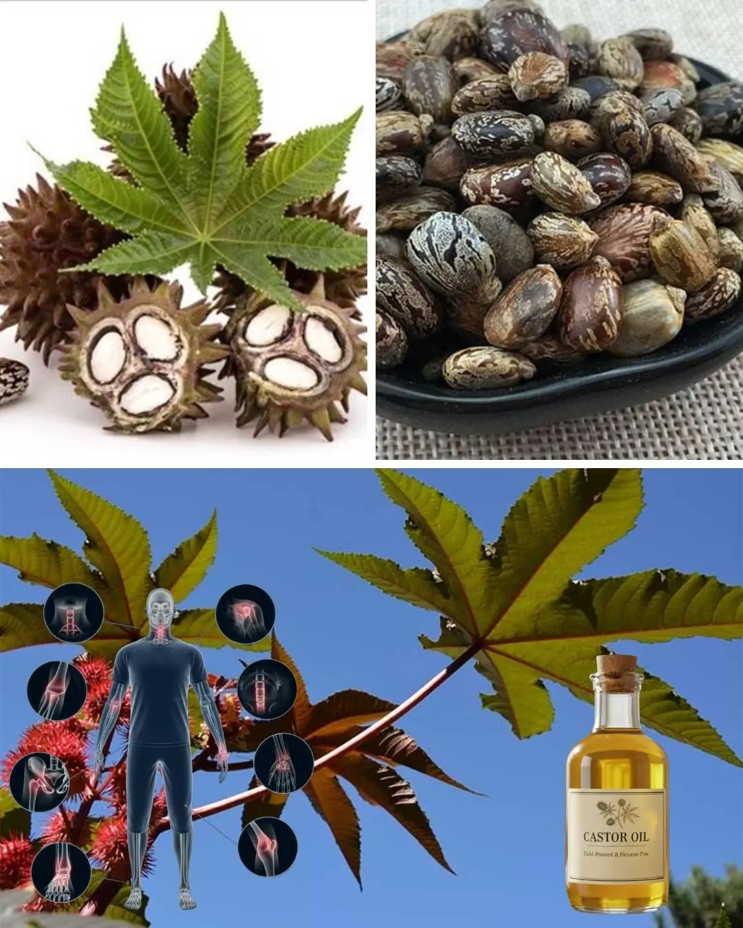 7 Benefits and Uses of Castor Oil