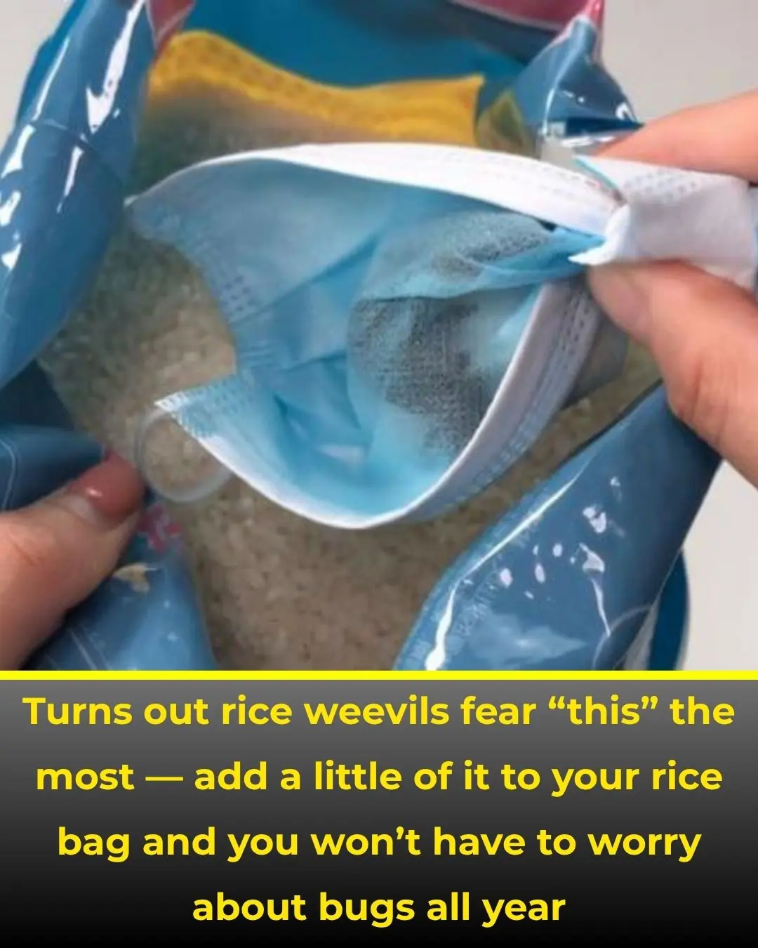 It Turns Out Rice Weevils Fear This the Most — Put a Little in Your Rice Bag and You Won’t Worry About Pests for a Whole Year
