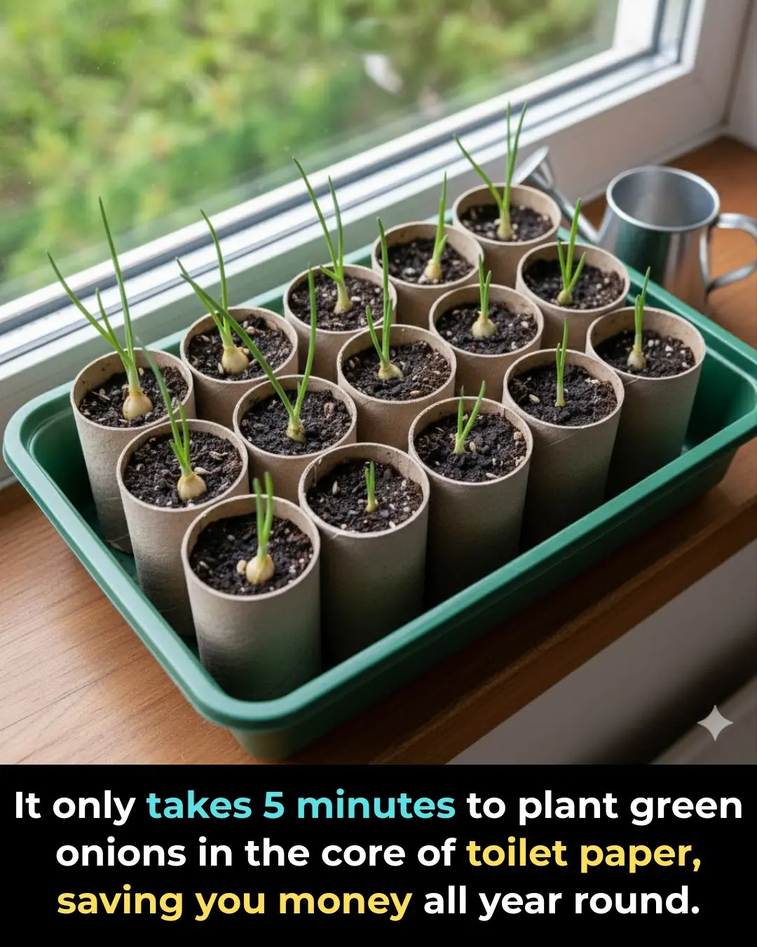 It only takes 5 minutes to plant green onions in the core of toilet paper, saving you money all year round.