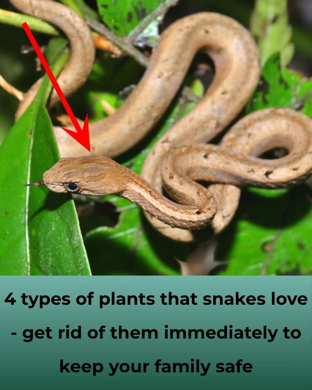These Plants Attract Snakes — Remove Them Immediately