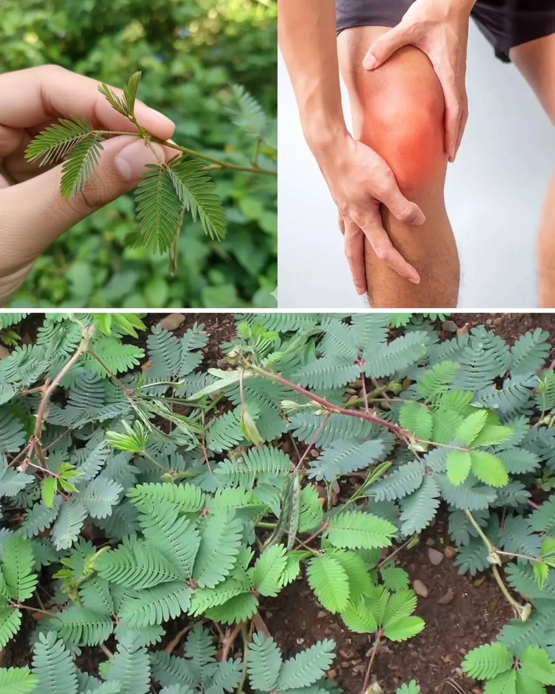 Mimosa Pudica Tea: How to Prepare and Health Benefits