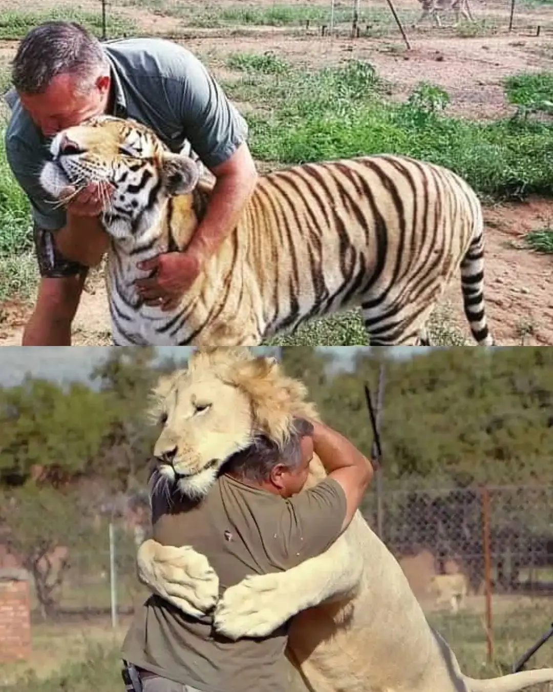 When Wild Hearts Trust Us — The Unspoken Bond Between Humans, Lions, and Tigers.