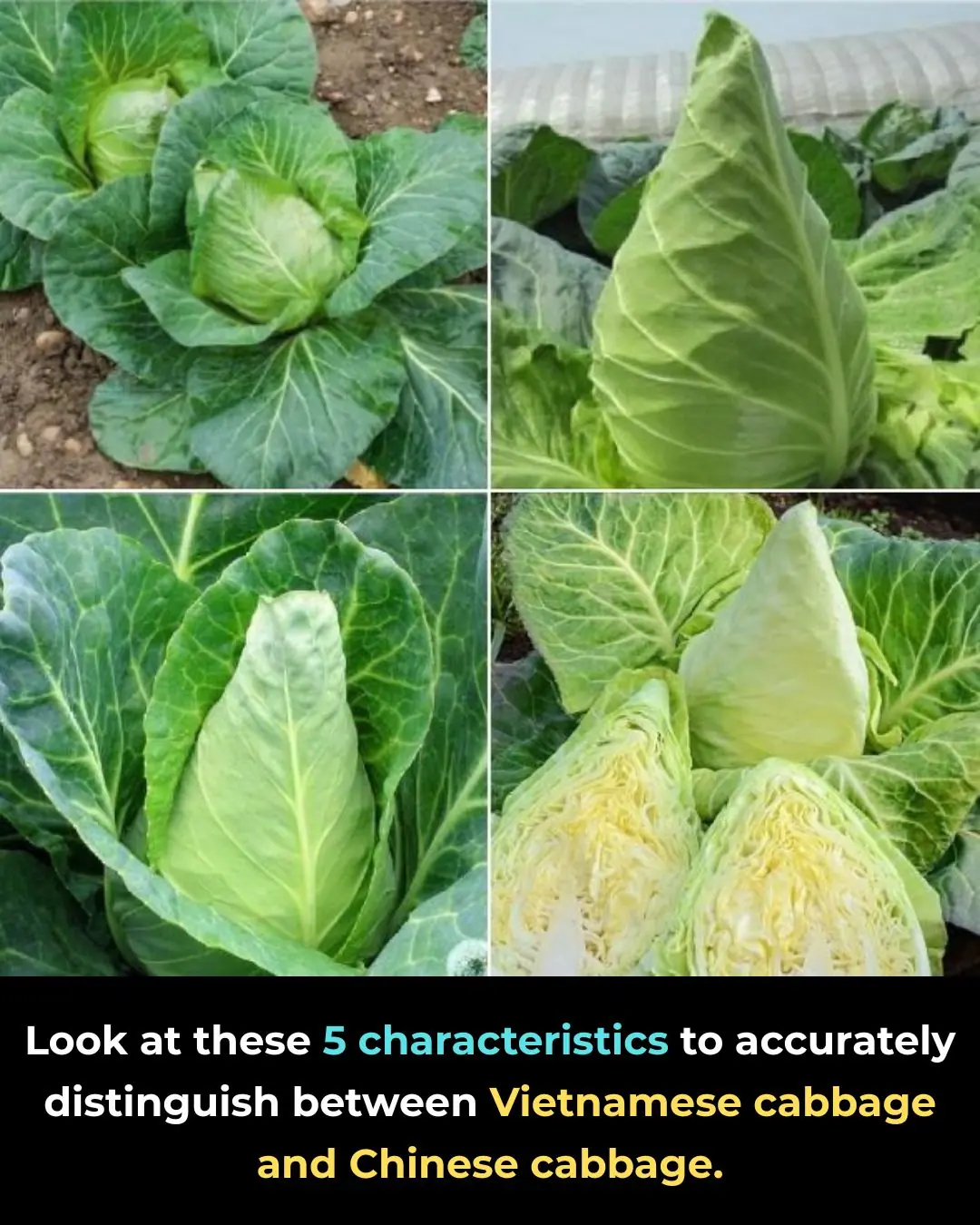 Look at these 5 characteristics to accurately distinguish between Vietnamese cabbage and Chinese cabbage.