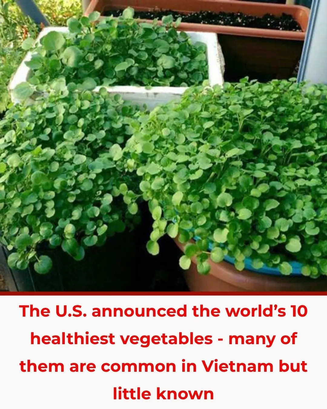 The U.S. Announces the World’s 10 Healthiest Vegetables — Many Are Abundant in Vietnam, but Not Everyone Knows Their Full Benefits