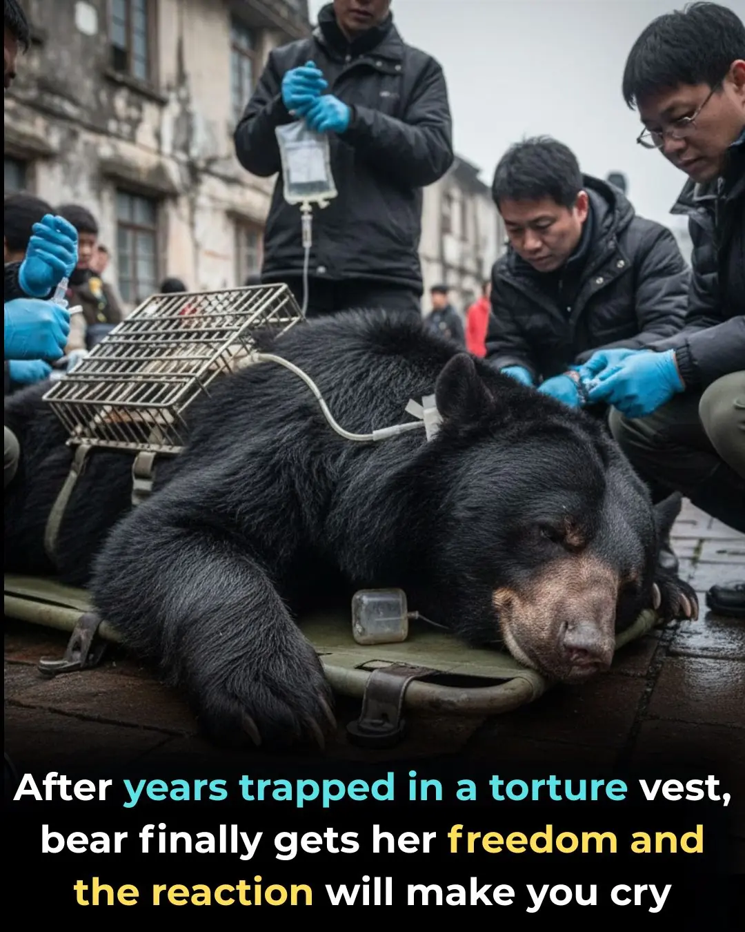 Bear Caesar Finally Freed After Years In Cruel Torture Vest