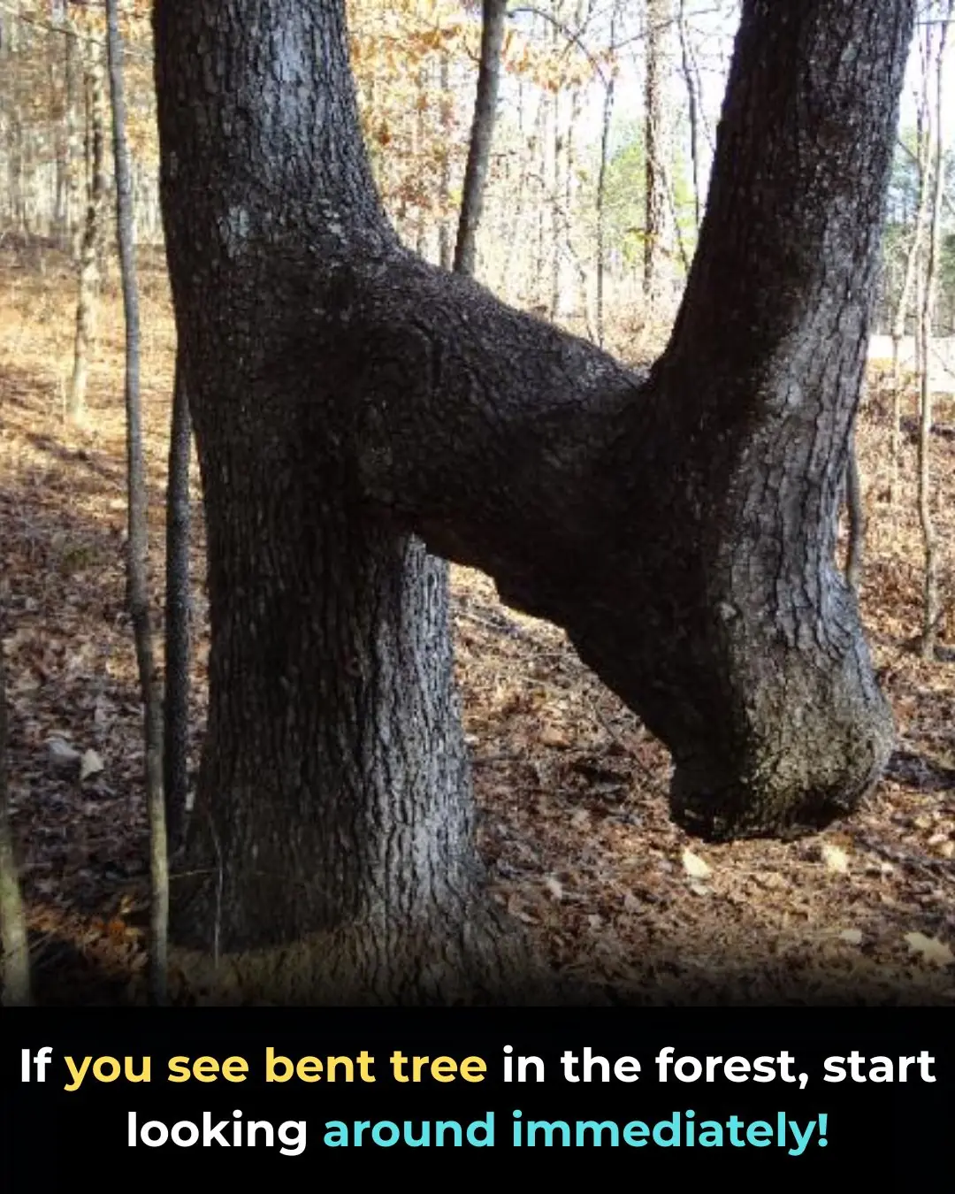 If You See A Bent Tree In The Forest, Start Looking Around Immediately