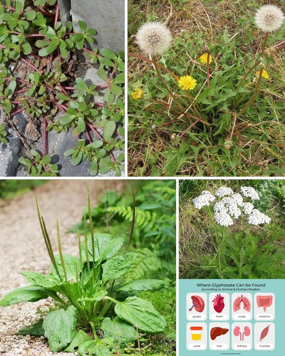 Weeds or Wonders? Discover the Hidden Treasures in These 4 Common Plants