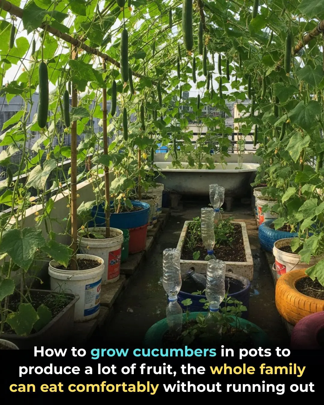 How to Grow Cucumbers in Pots for Heavy Harvests All Season Long