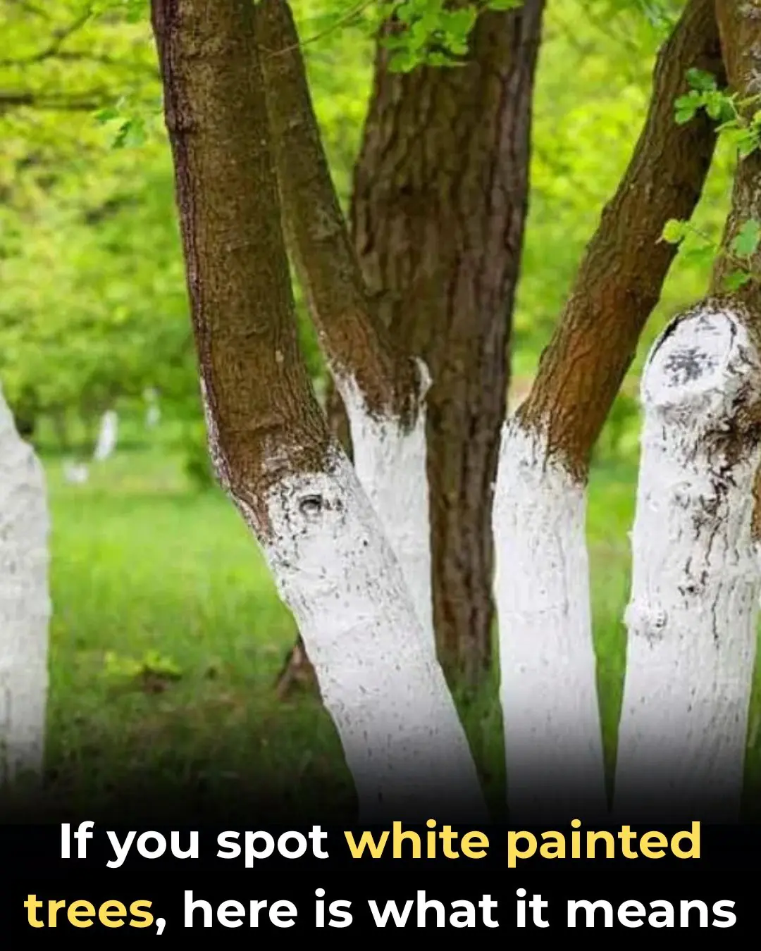What’s with the white paint on the tree trunks?