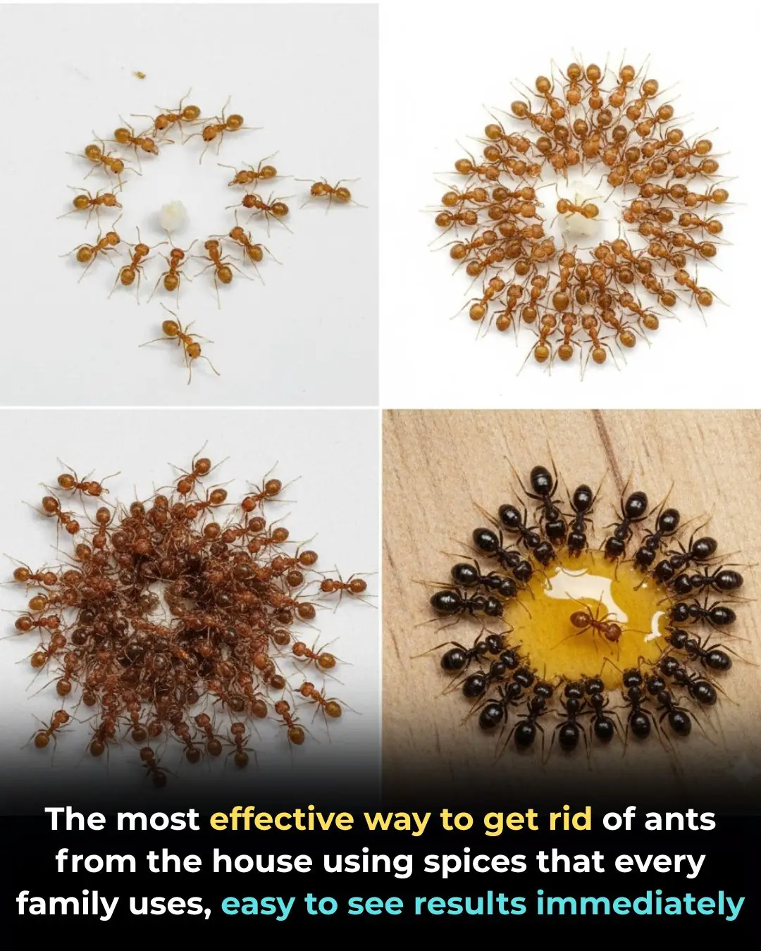 The most effective way to get rid of ants from the house using spices that every family uses, easy to see results immediately