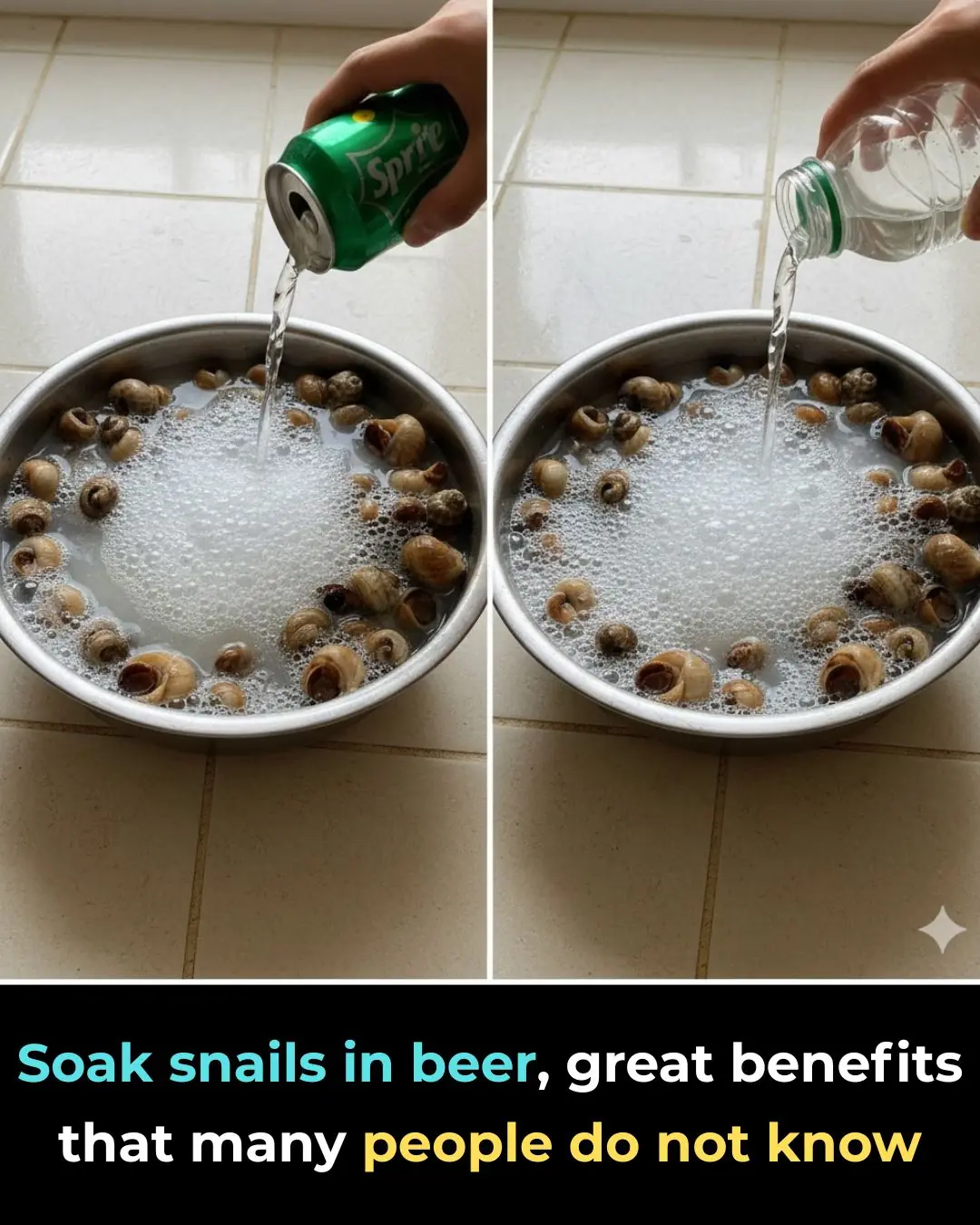 Soak snails in beer, great benefits that many people do not know