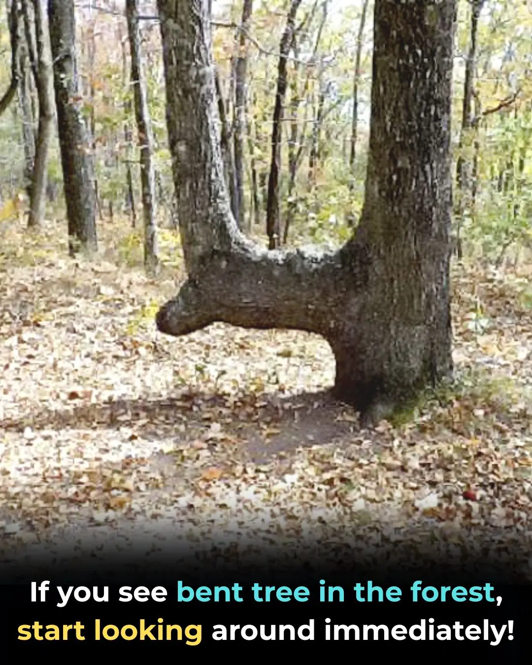 If You See A Bent Tree In The Forest, Start Looking Around Immediately