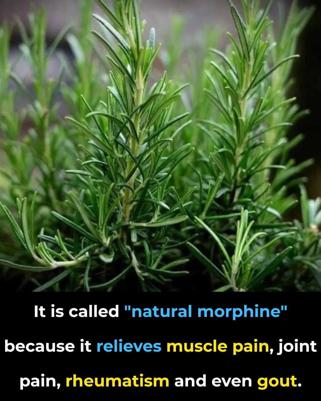 Benefits of this plant for the elderly: a natural ally for healthy aging