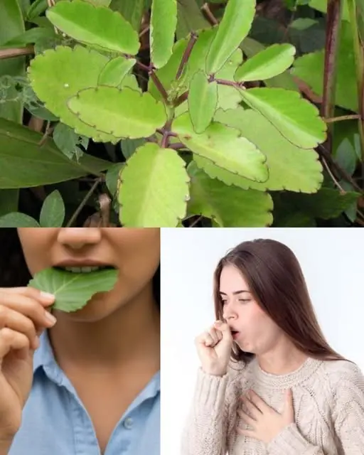 Leaf of Life – The Healing Plant Growing in Your Backyard (And You Had No Idea!)