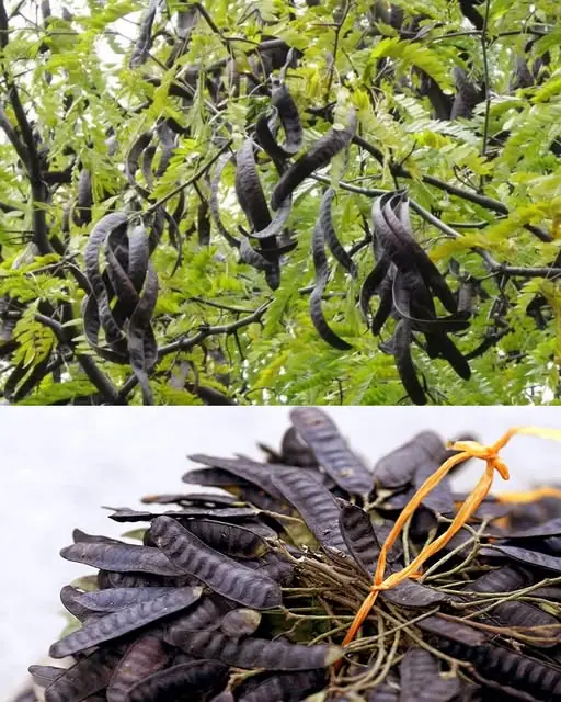 The Hidden Power of the Honey Locust Tree (Gleditsia triacanthos): Health, Healing, and Everyday Uses