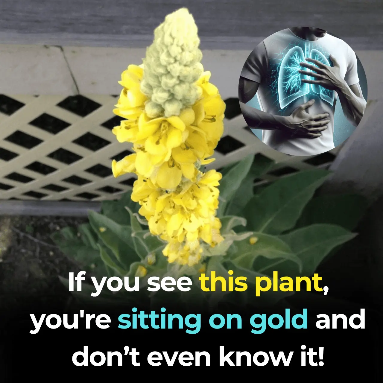 Mullein: Exploring the Benefits of Leaves, Flowers, and Roots