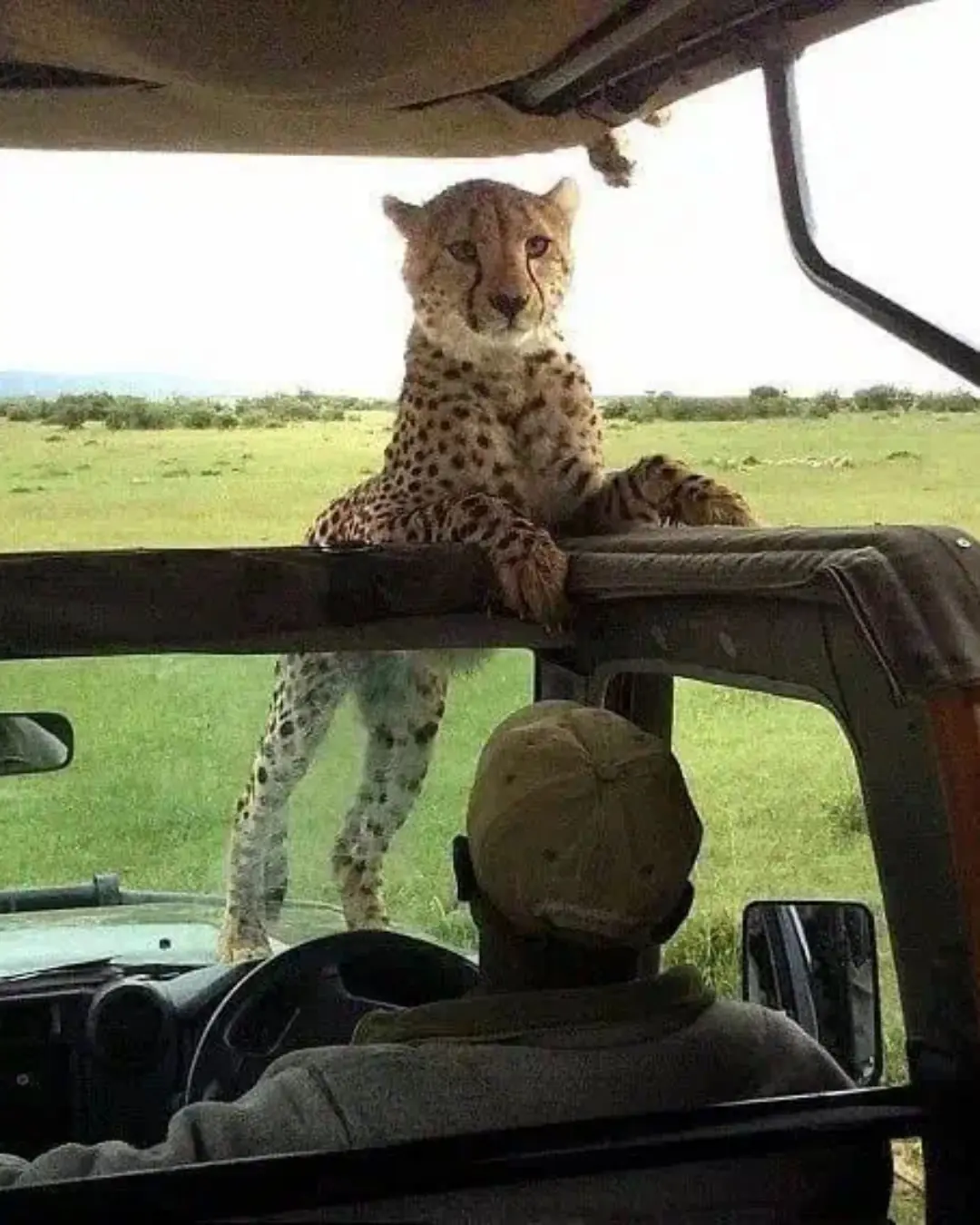 The Day a Cheetah Looked a Man in the Eyes — and Changed How We See the Wild Forever.