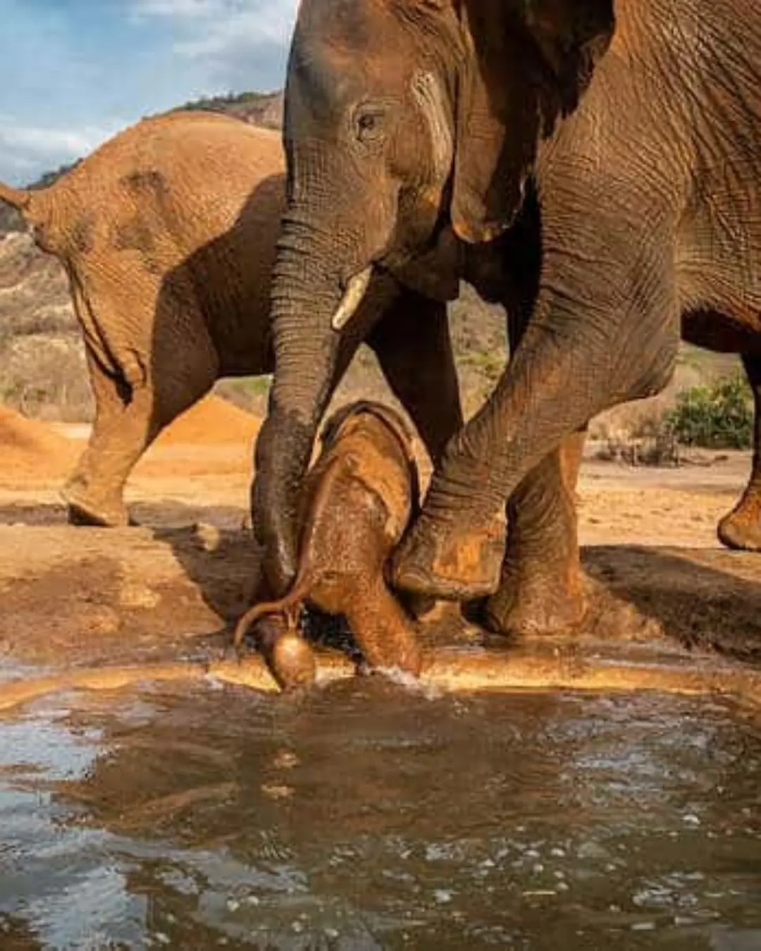 Makena’s Last Journey: A Mother’s Love in the Heart of Tsavo.