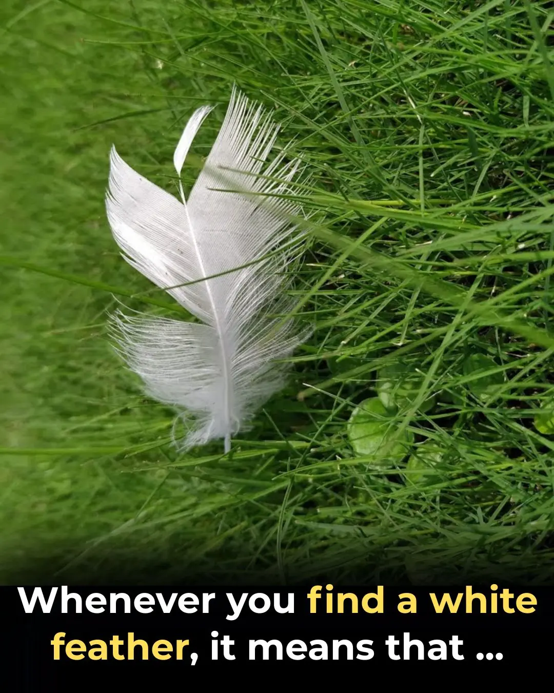 Hidden Message Behind Finding a White Feather