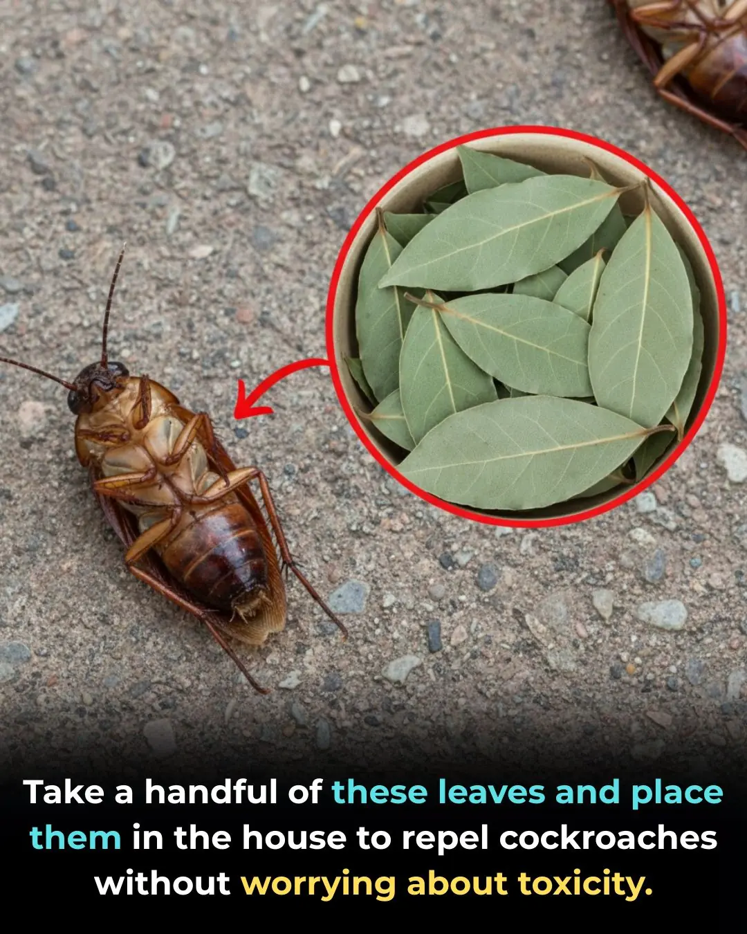 Take a handful of these leaves and place them in the house to repel cockroaches without worrying about toxicity.