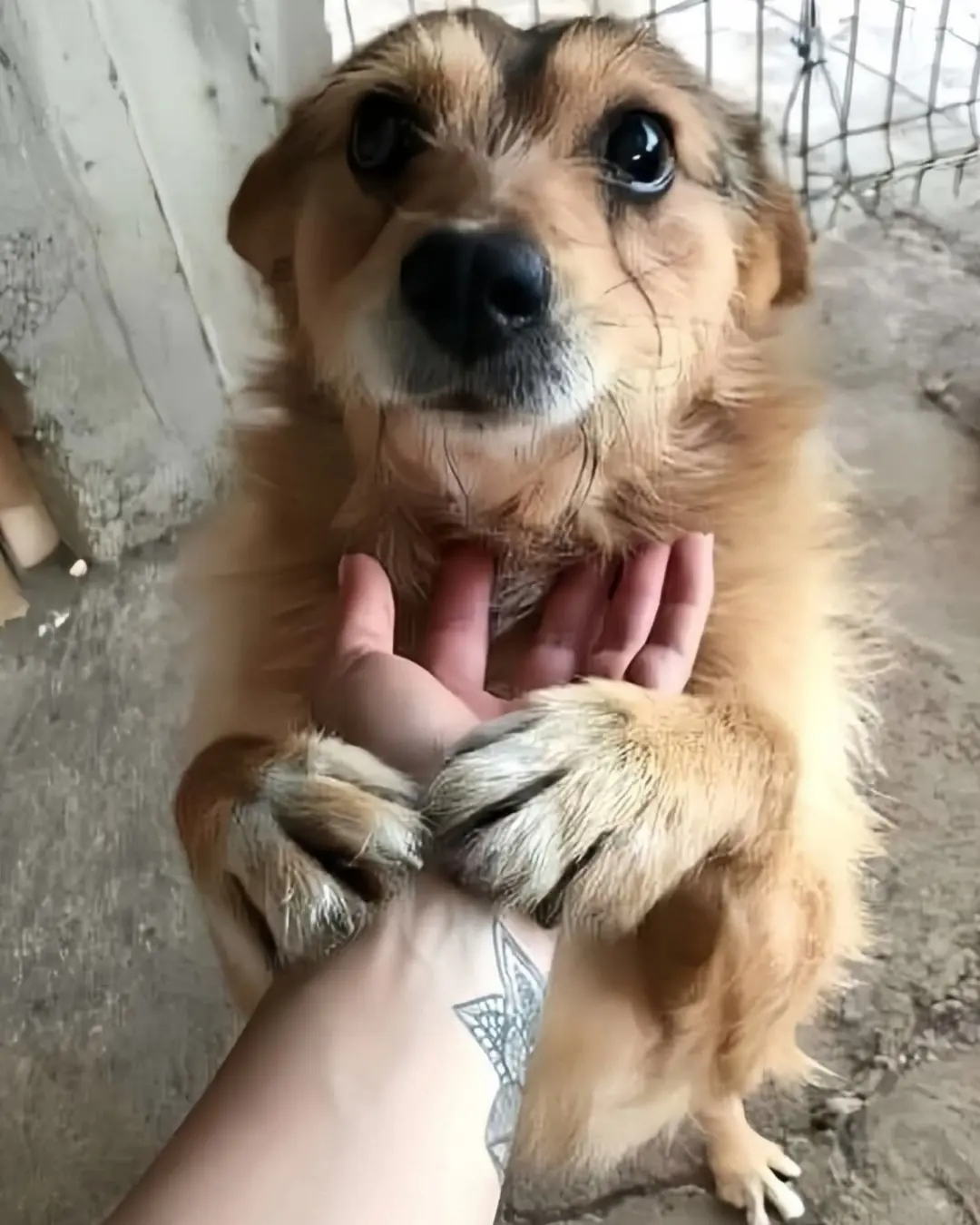 A Silent Plea from the Shelter: One Dog’s Hope for Home