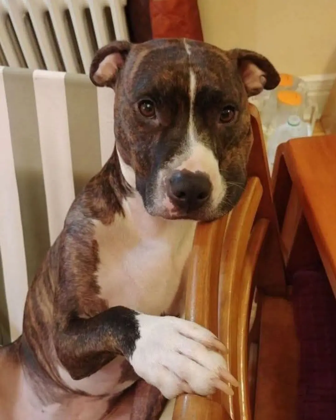 Bella the Hero: How a Pit Bull’s Loyalty Saved a Life